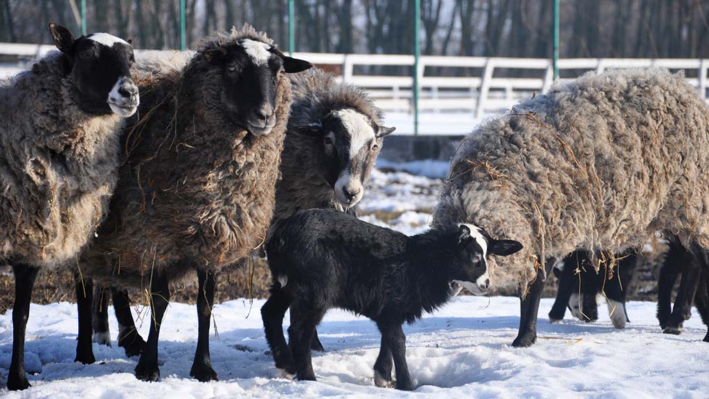 Романовская порода